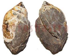 heera shankh